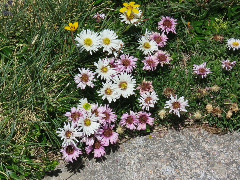 Neja dianthifolia