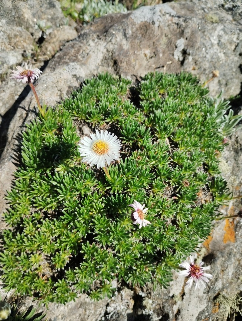 Neja dianthifolia photo 2