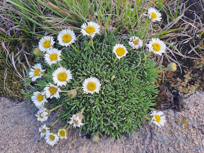 Neja dianthifolia photo 3