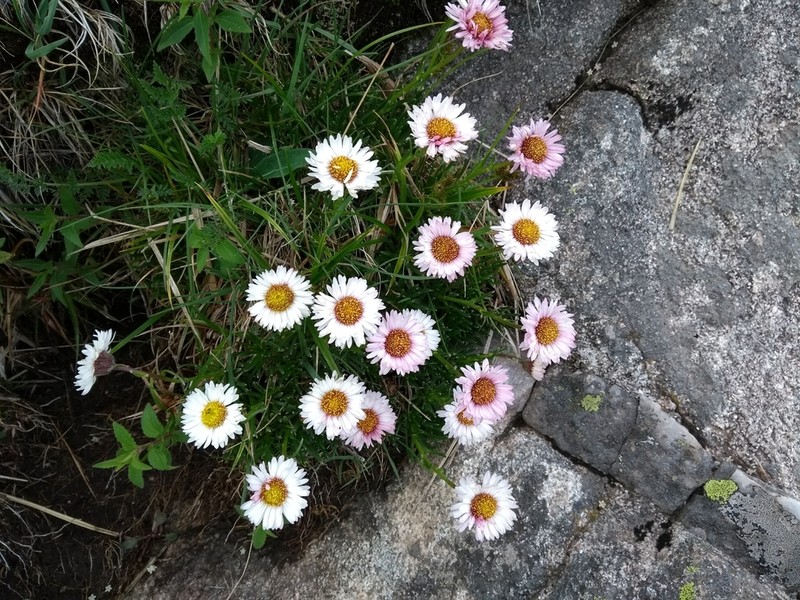 Neja dianthifolia photo 4