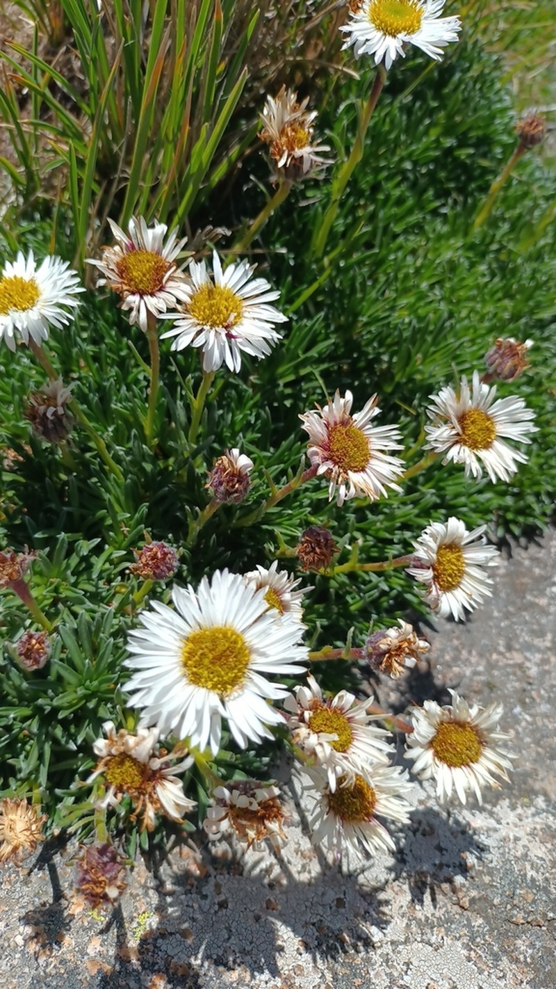 Neja dianthifolia photo 5