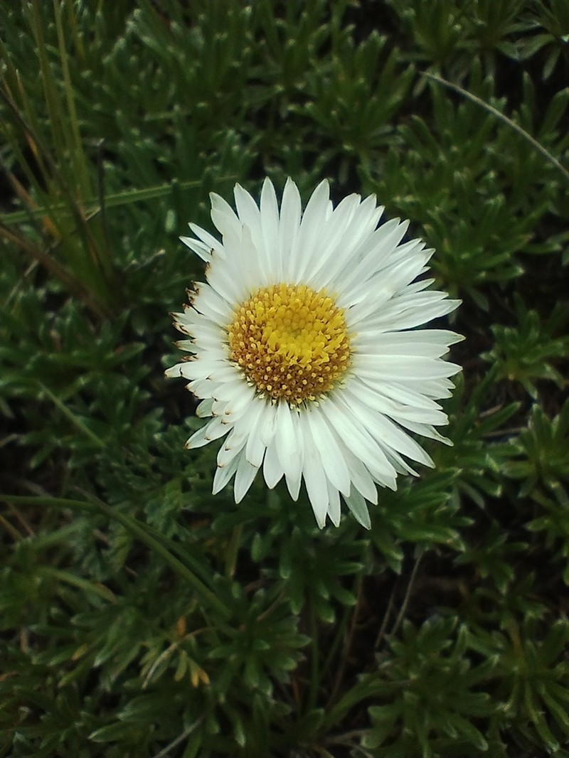 Neja dianthifolia photo 7