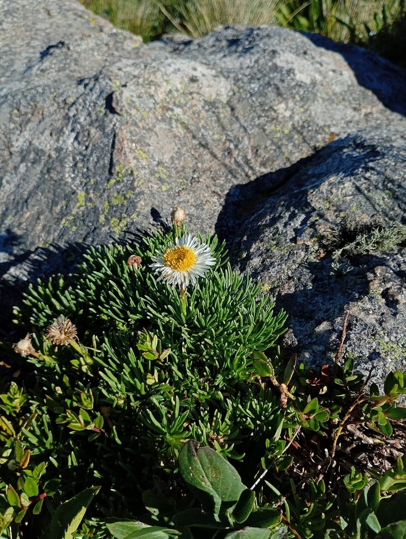 Neja dianthifolia photo 8