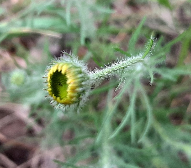 Neja filiformis