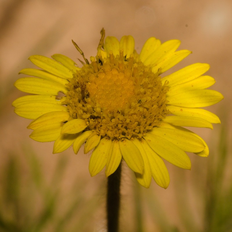 Neja filiformis photo 2