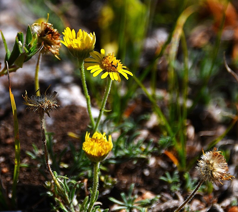 Neja filiformis photo 3