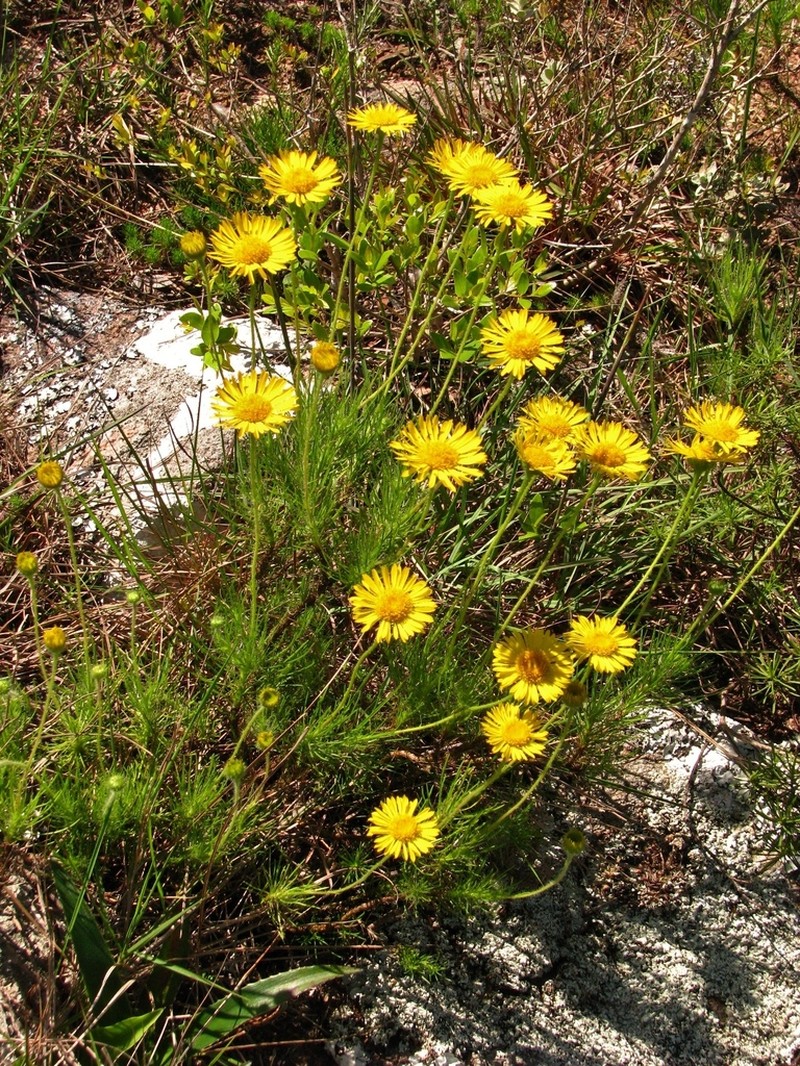 Neja filiformis photo 4