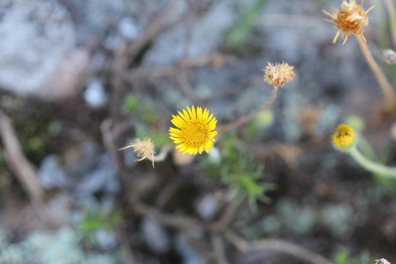 Neja filiformis photo 5