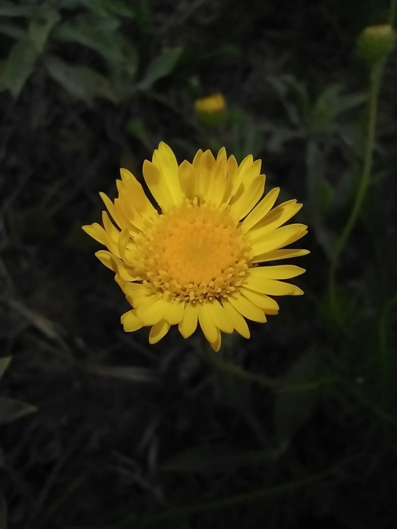 Neja filiformis photo 6