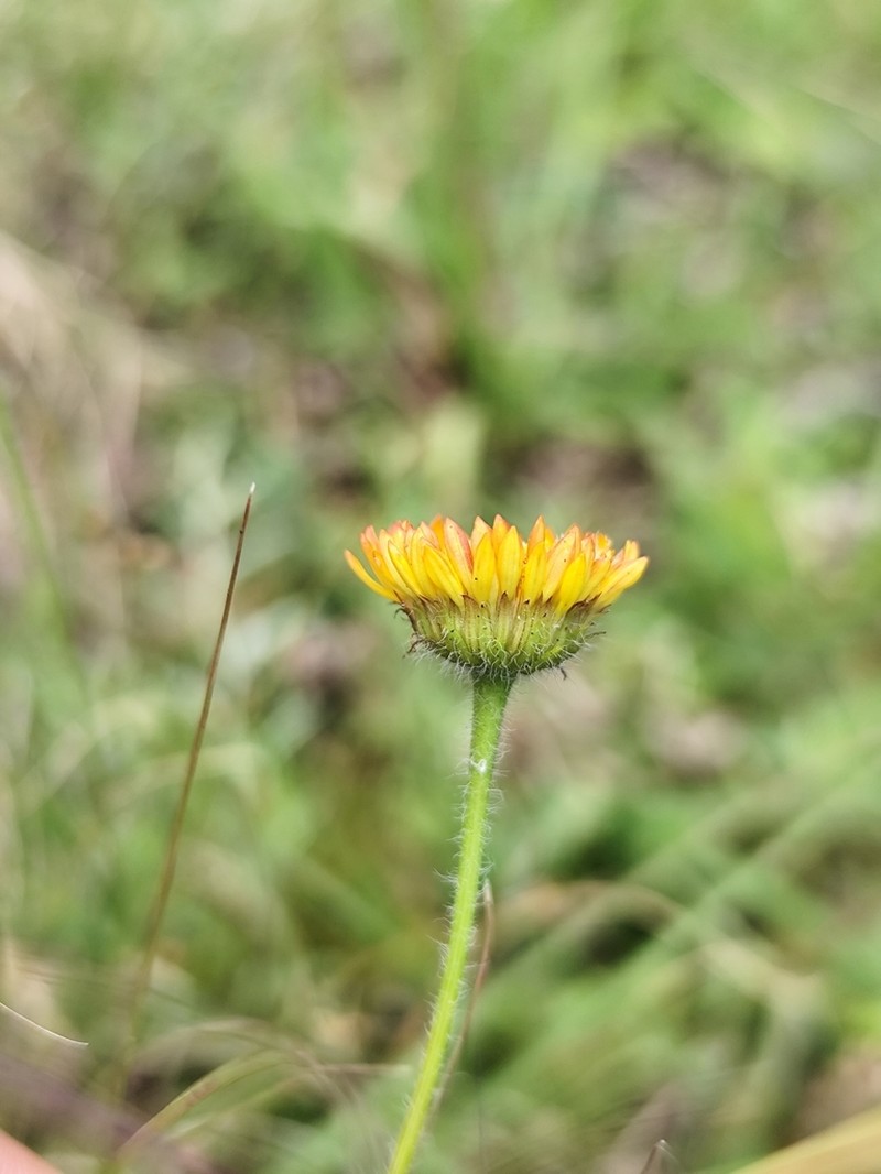 Neja filiformis photo 8