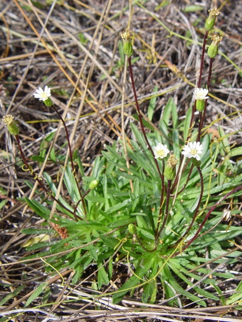 Neja marginata photo 2