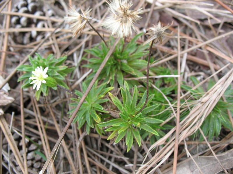Neja marginata photo 3
