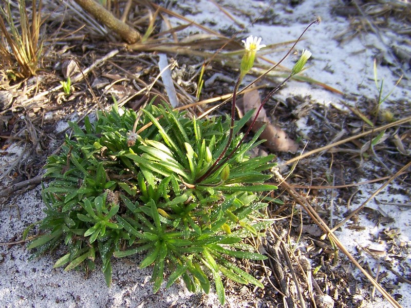 Neja marginata photo 6