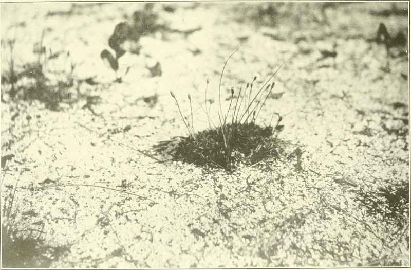 Neja marginata