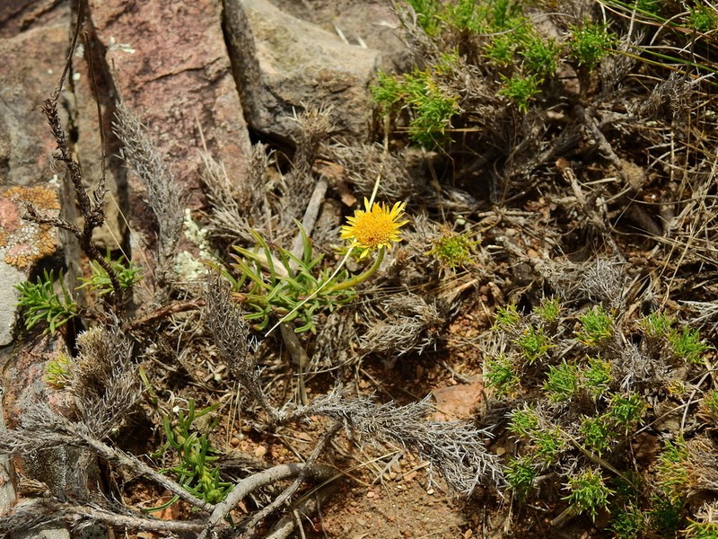 Neja pinifolia