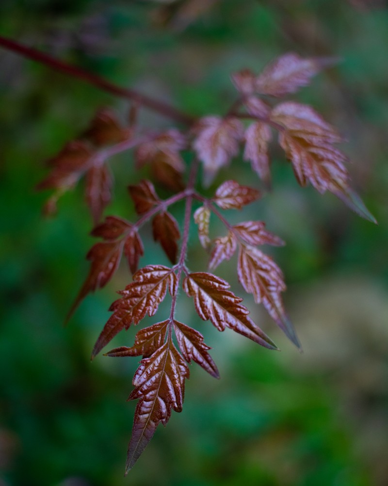 Peppervine photo 2