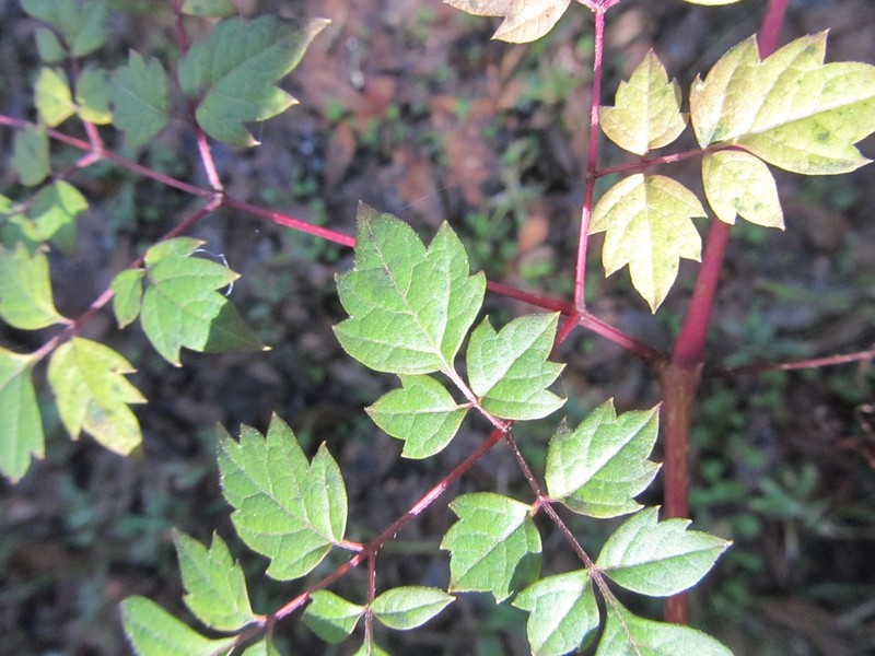 Peppervine photo 4