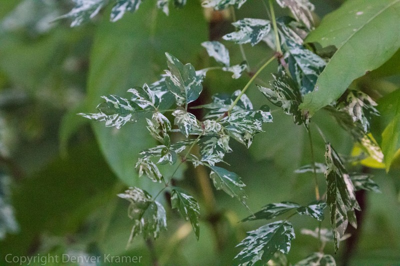 Peppervine photo 3