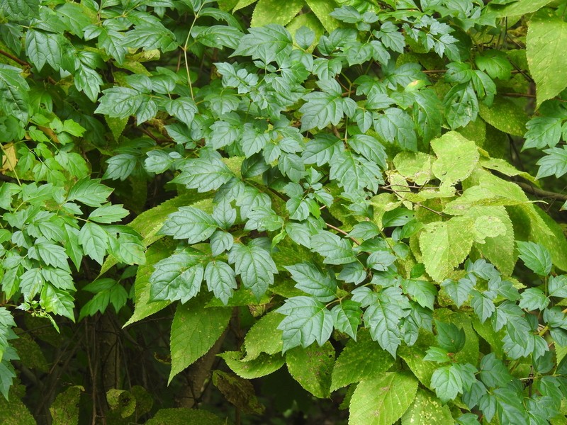Peppervine photo 4