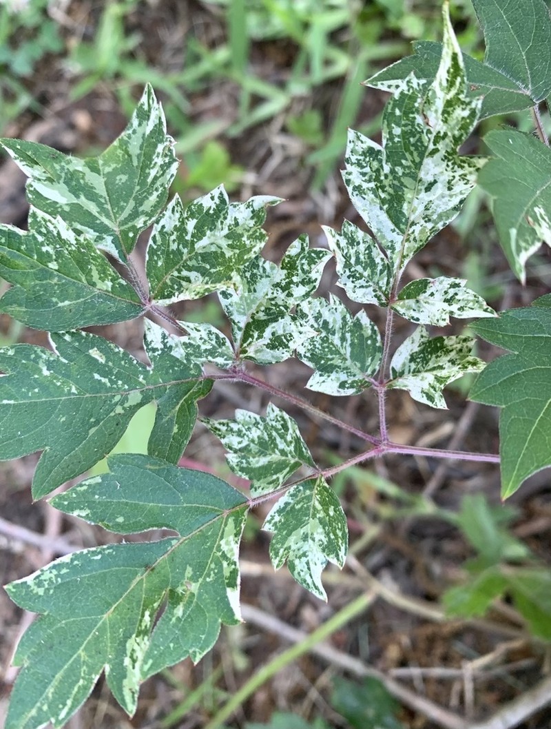 Peppervine photo 5