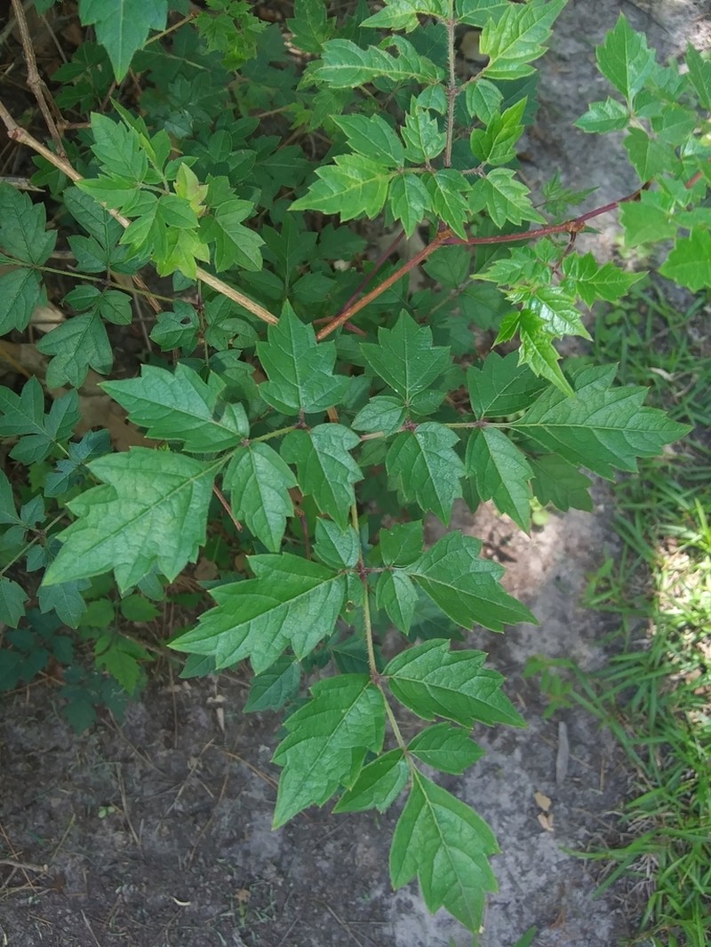 Peppervine photo 6