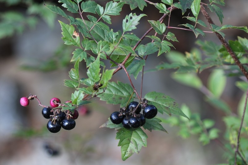 Peppervine photo 7