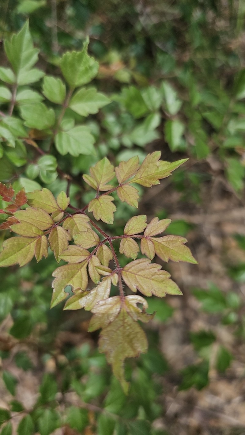 Peppervine photo 8