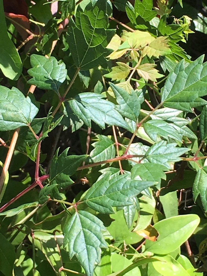 Peppervine photo 9