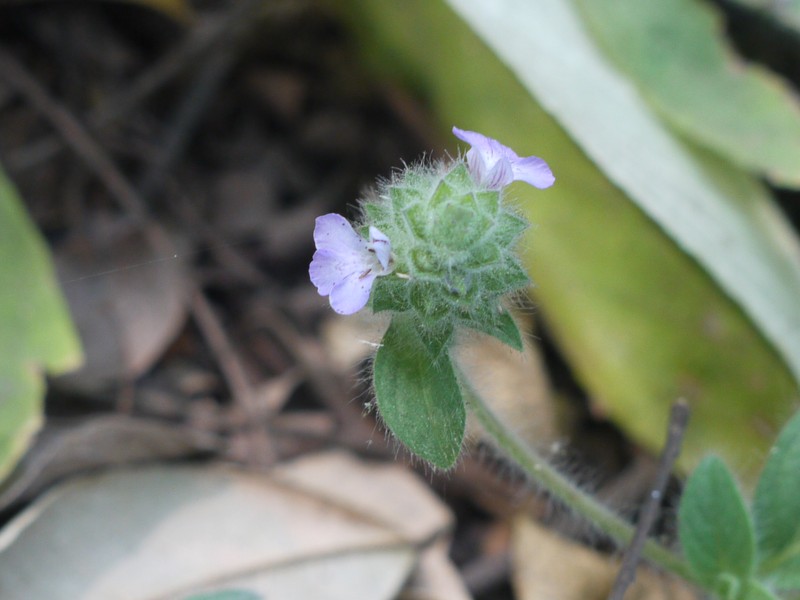 Blue Pussyleaf photo 2