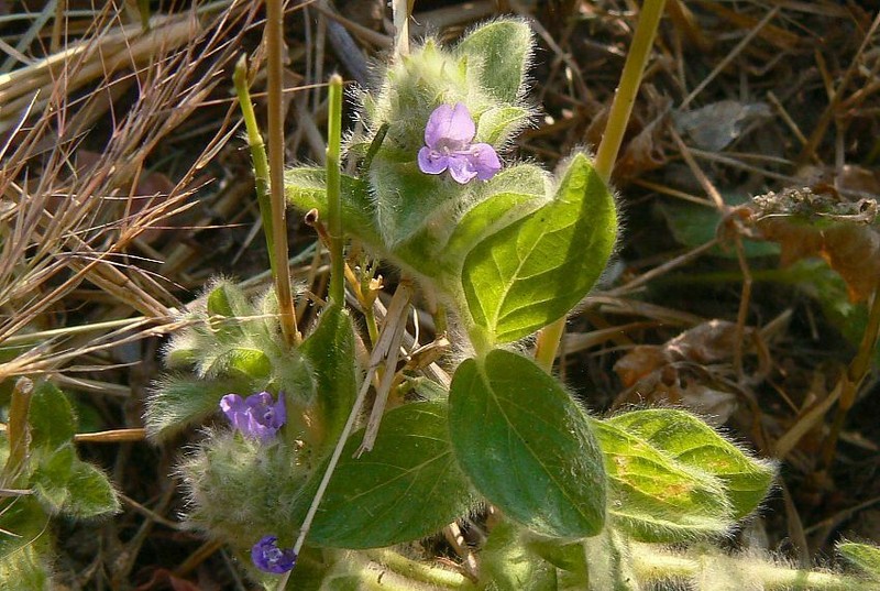 Blue Pussyleaf photo 7