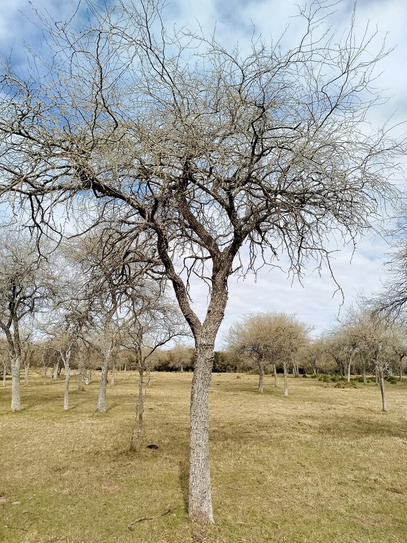Neltuma affinis photo 5