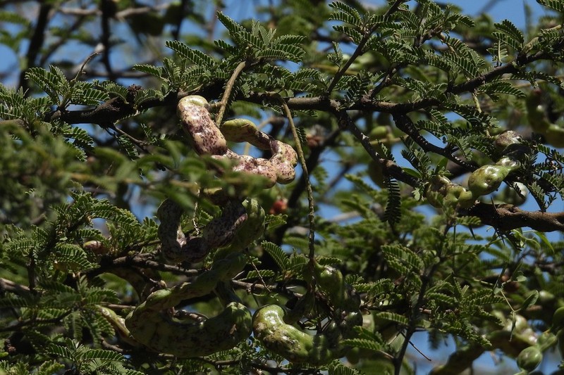 Neltuma affinis photo 6