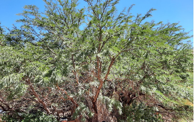 Neltuma alba var. alba photo 2