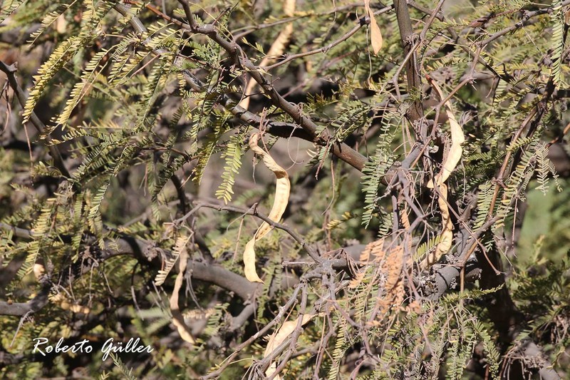 Neltuma alba var. alba photo 3