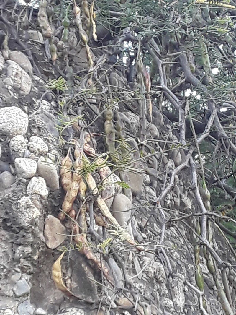 Neltuma andicola