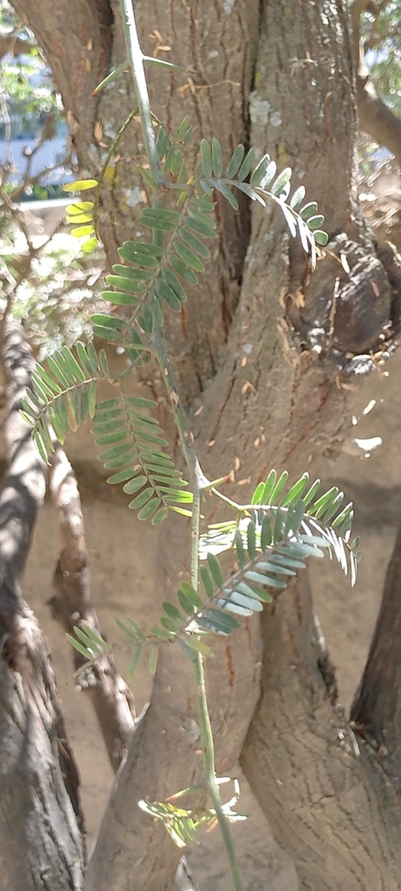 Neltuma andicola photo 2