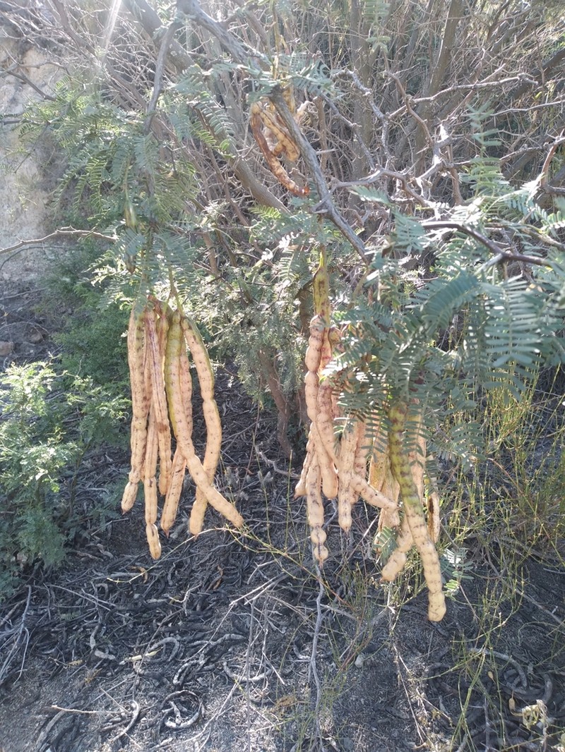 Neltuma andicola photo 3