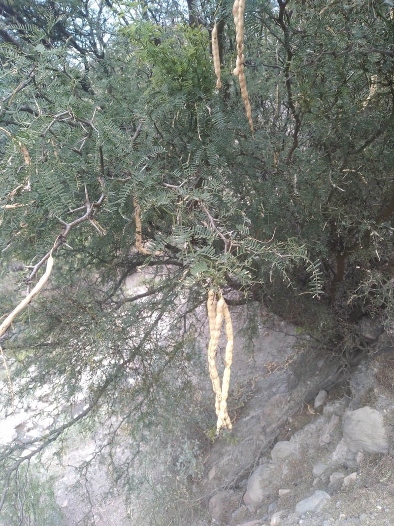 Neltuma andicola photo 4