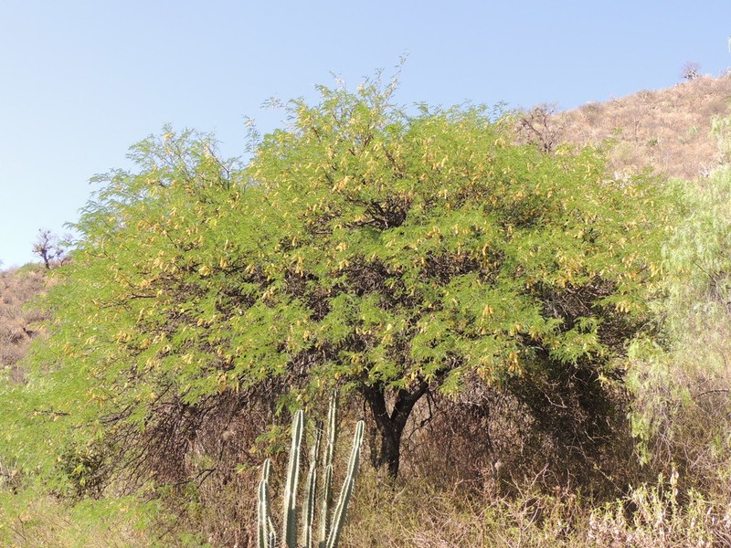 Neltuma andicola photo 5