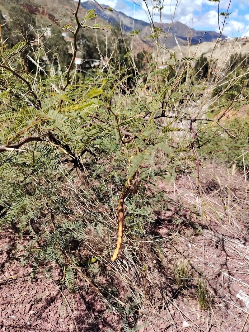 Neltuma andicola photo 6
