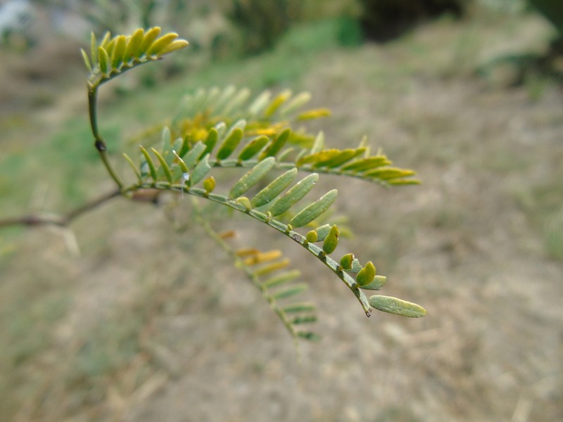 Neltuma andicola photo 7
