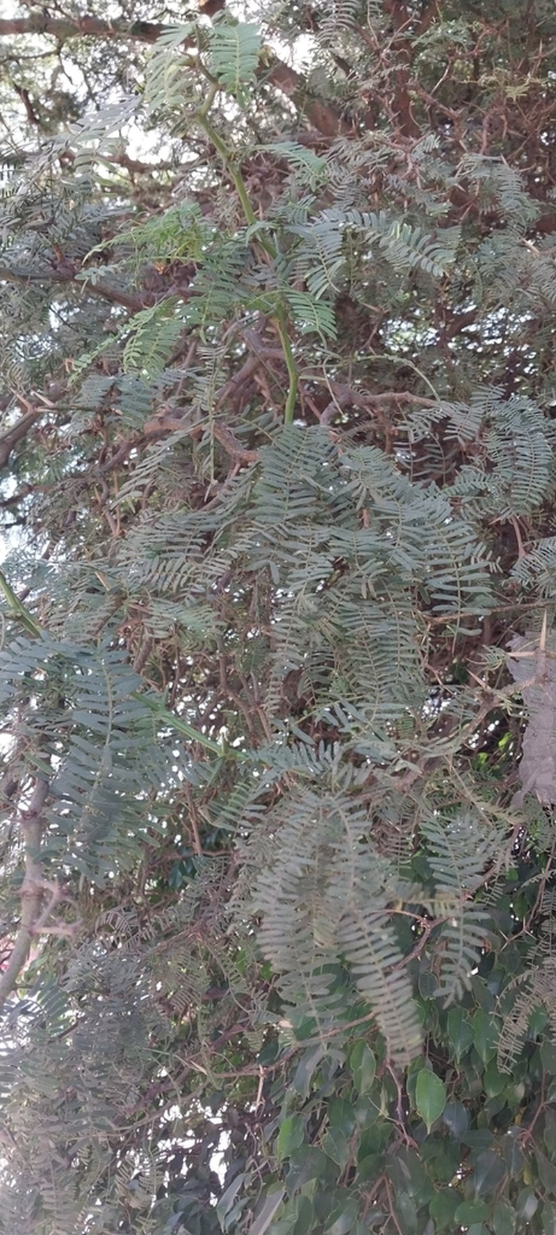 Neltuma andicola photo 8