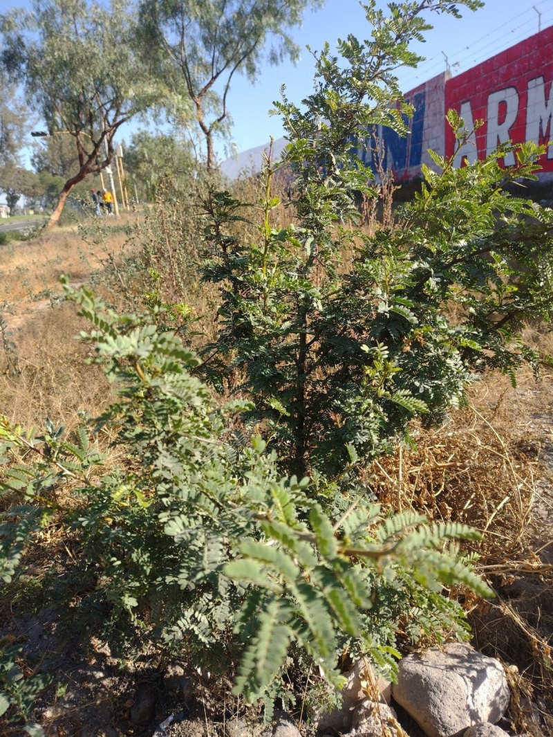 Neltuma calderensis photo 2
