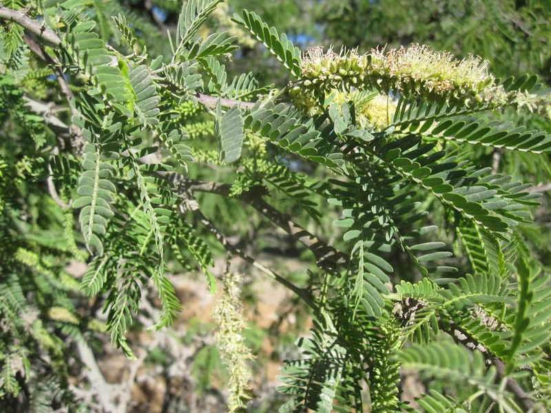 Neltuma calderensis photo 3