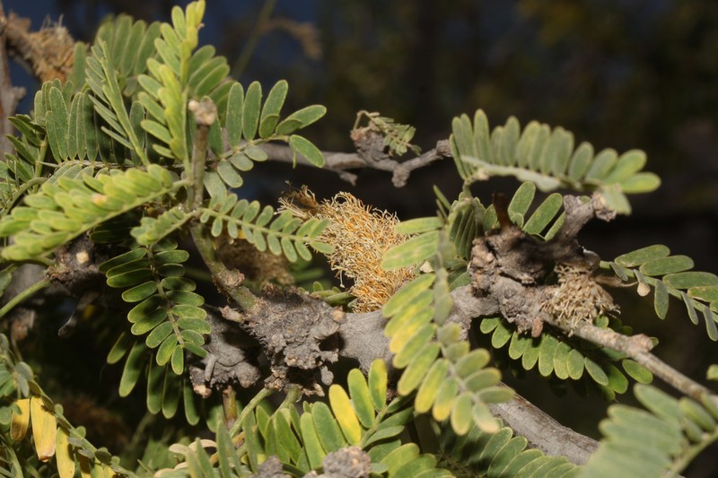 Neltuma calderensis photo 4