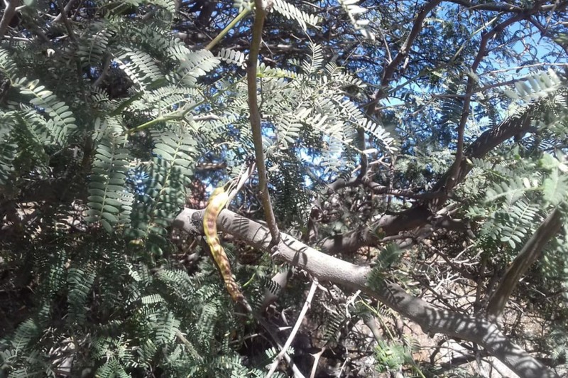 Neltuma calderensis photo 6