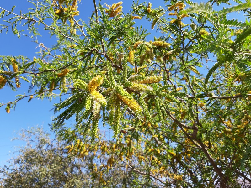 Neltuma calderensis photo 7