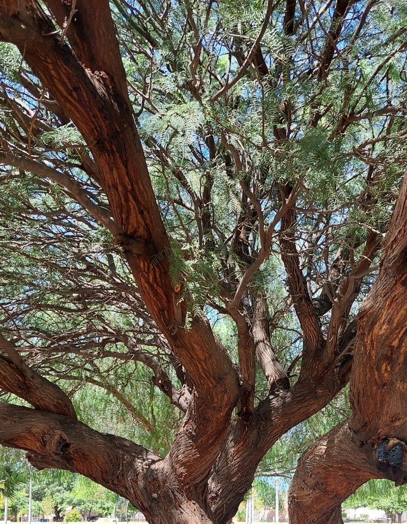 Neltuma chilensis var. catamarcana