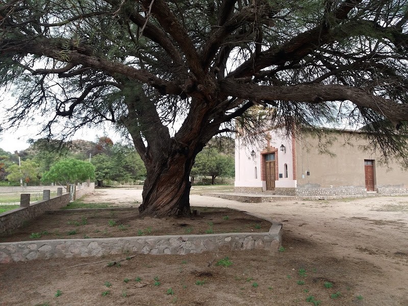 Neltuma chilensis var. catamarcana photo 2