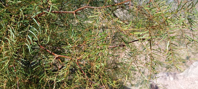 Neltuma chilensis var. riojana